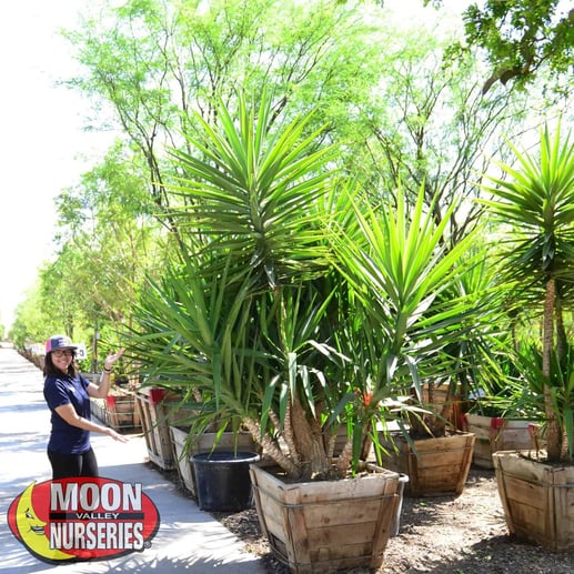 yucca_gloriosa_nursery