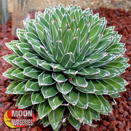 agave_queen_victoria_1