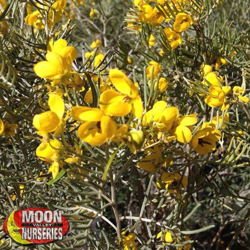 feathery_cassia_flowers_571x571