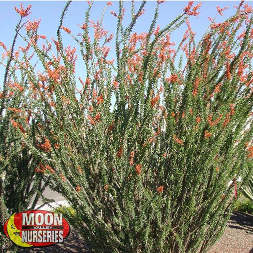 ocotillo_in_landscape_w_blooms_571x571