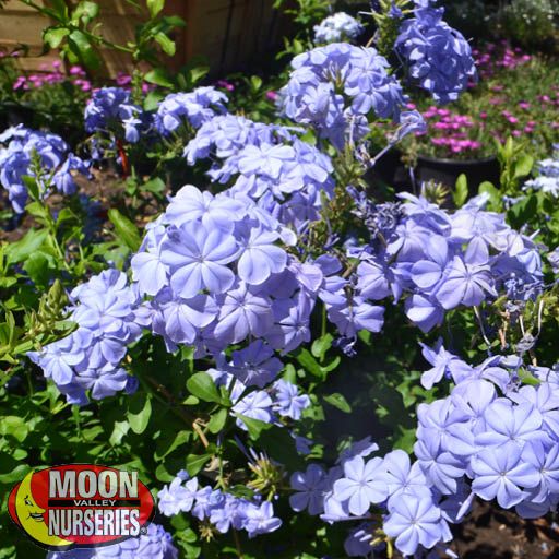 cape_plumbago_flower_1