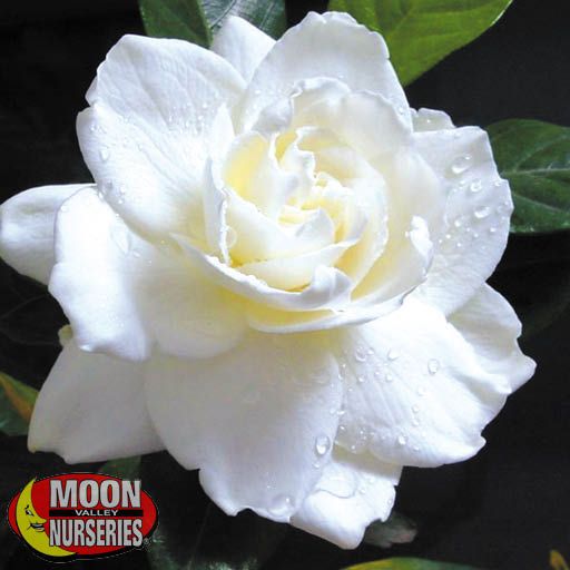 everblooming_gardenia_571x571