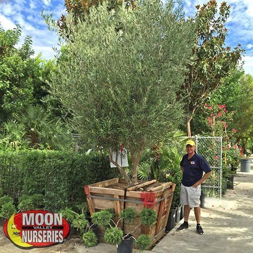 10 Varieties of Fruiting Olive Trees You Can Grow