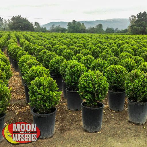 japanese_boxwood_in_container_571x571