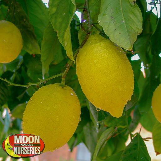 lemons_hanging_on_tree_edited_2019_571x571