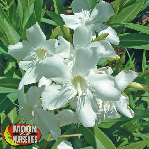 oleander_white_flower