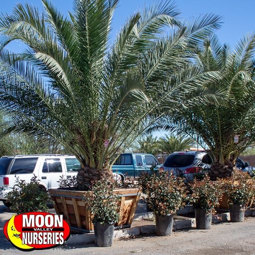 pineapple_palm_cspec_mesa_az_571x571