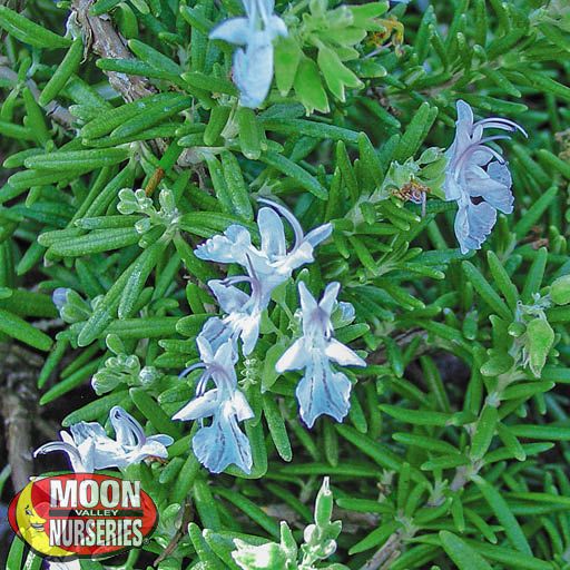 trailing_rosemary_blooms