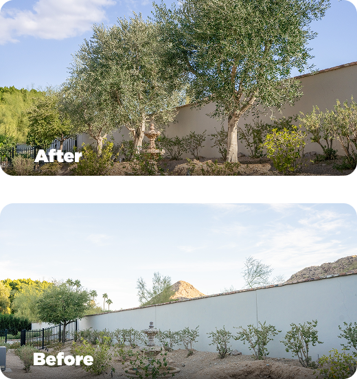 Before And After Olive Trees