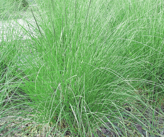 deer grass standard@2x