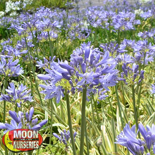 agapanthus_flowers_571x571