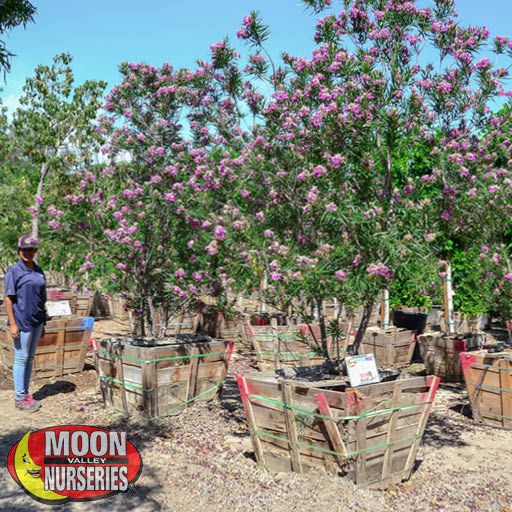 desert_willow_aspec_edited_2019_571x571