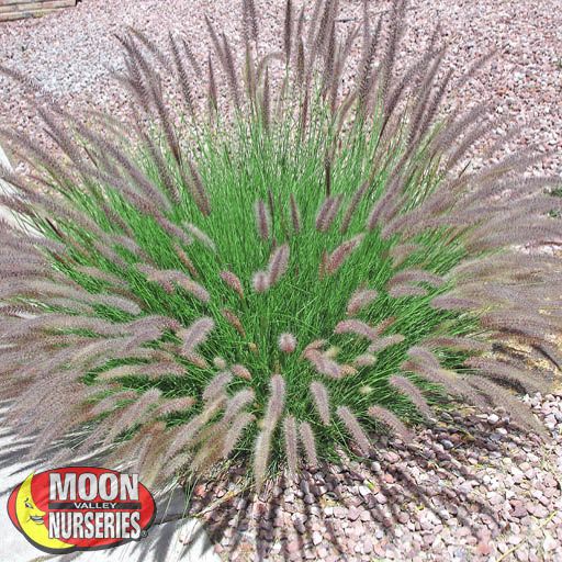 fountain_grass_green