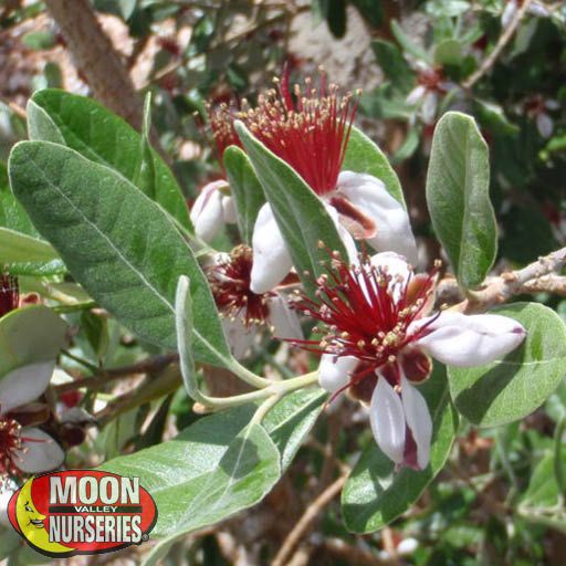 pineapple_guava_flower_571x571