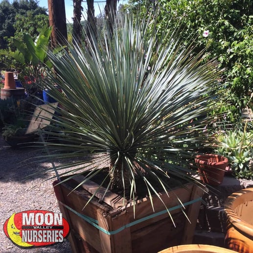 yucca_rostrata_nursery_1