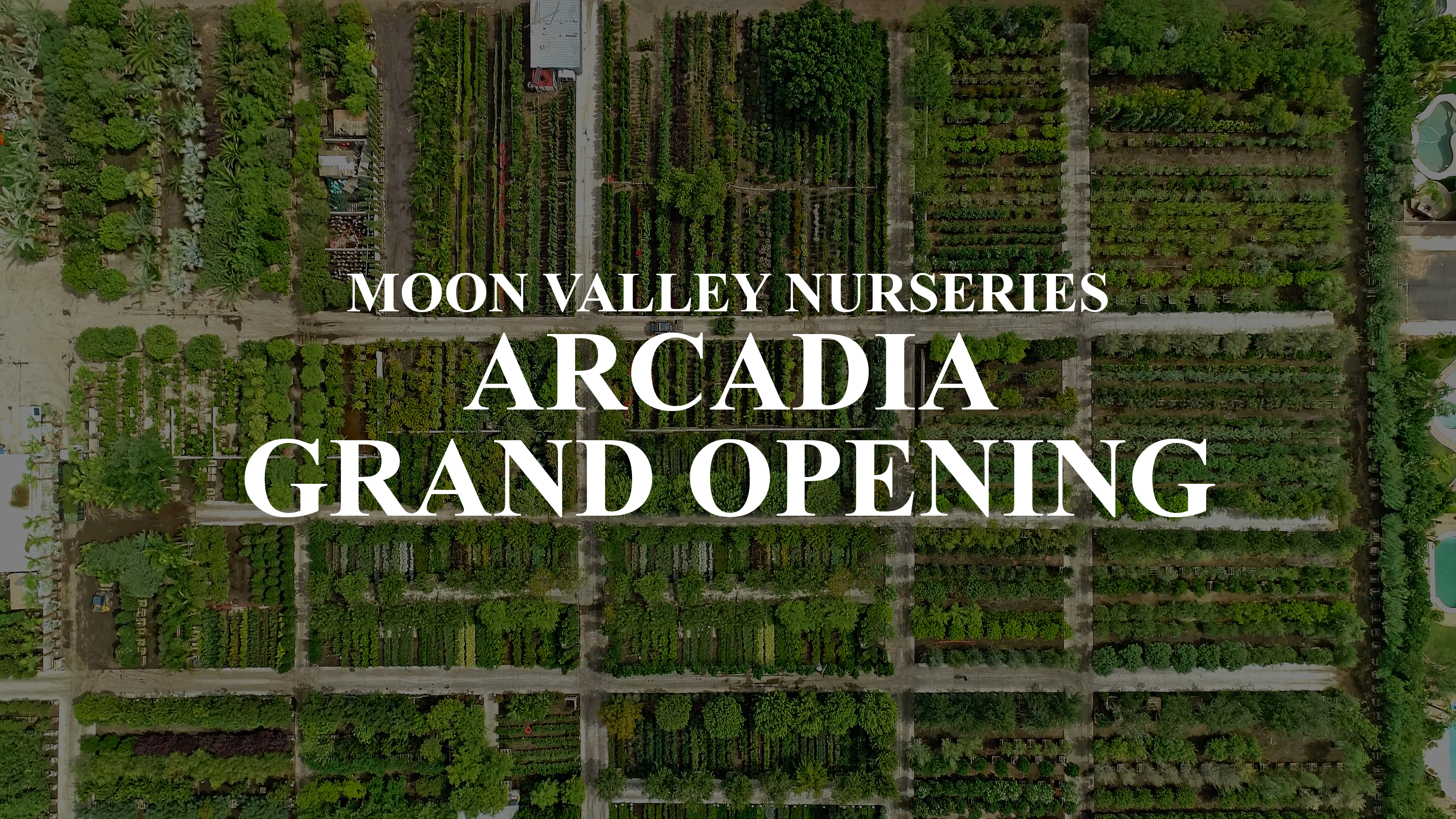 ARCADIA GRAND OPENING