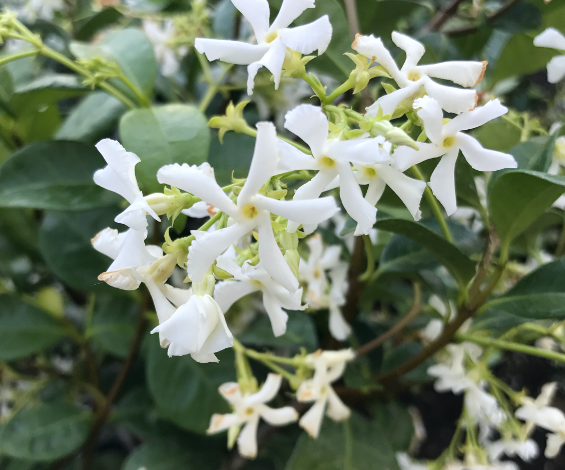 Star Jasmine