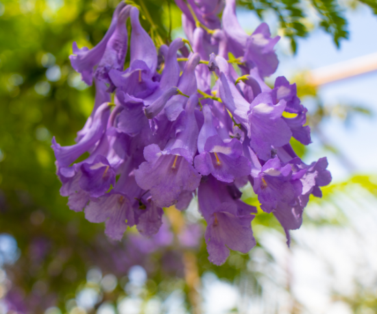 Jacaranda Blooms 
