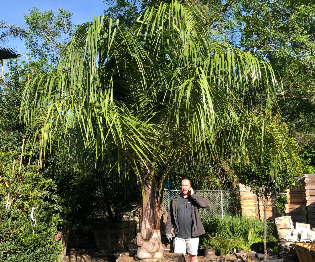 King Piru Mule Palm 